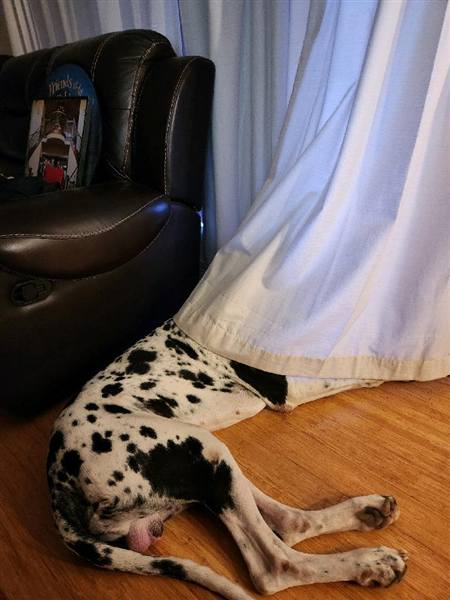 Double H Danes Great Dane photo 1