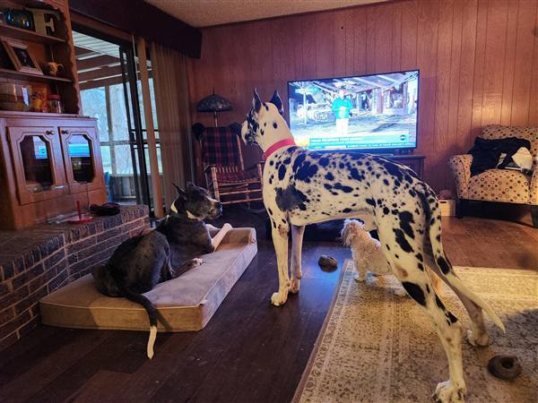 Double H Danes Great Dane photo 2