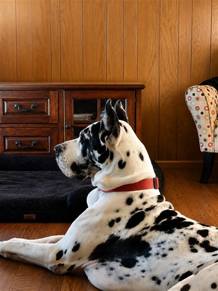 Double H Danes Great Dane photo 3