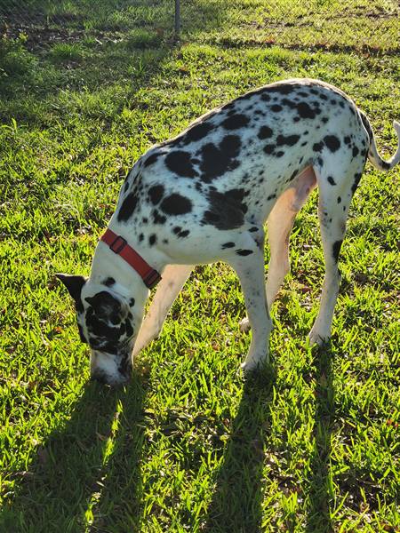 Double H Danes Great Dane photo 20