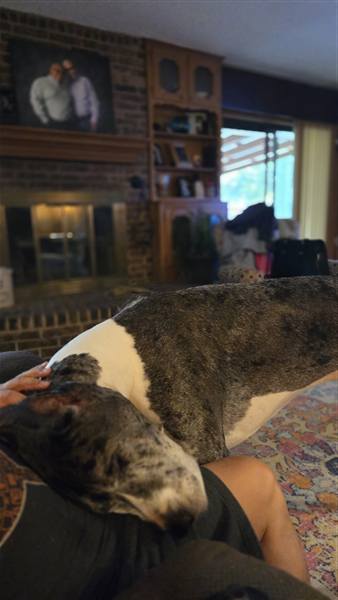 Double H Danes Great Dane photo 110