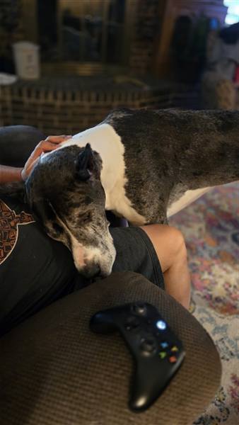 Double H Danes Great Dane photo 111