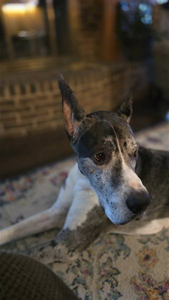 Double H Danes Great Dane photo 112