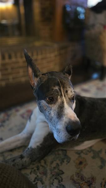 Double H Danes Great Dane photo 113