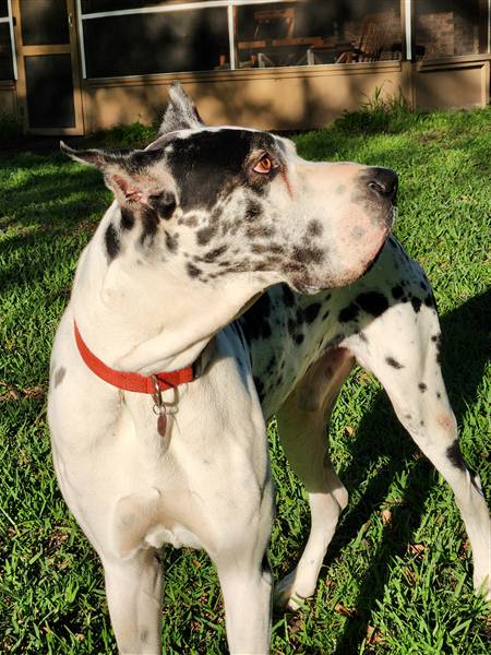 Double H Danes Great Dane photo 21
