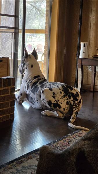 Double H Danes Great Dane photo 124