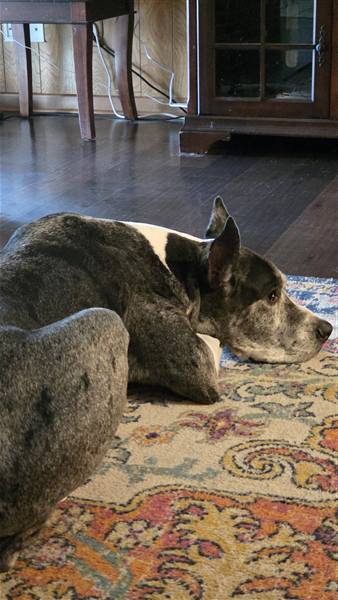 Double H Danes Great Dane photo 125