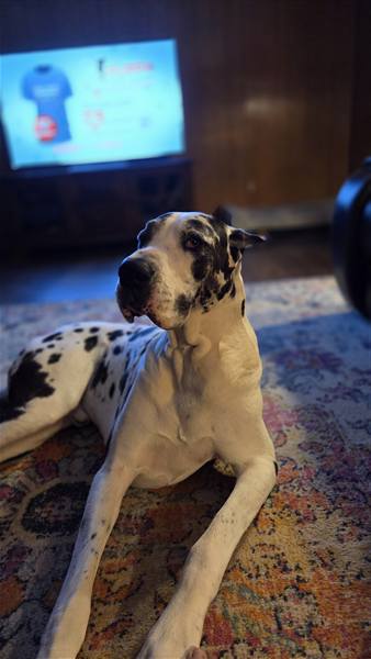 Double H Danes Great Dane photo 126