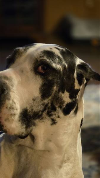 Double H Danes Great Dane photo 127