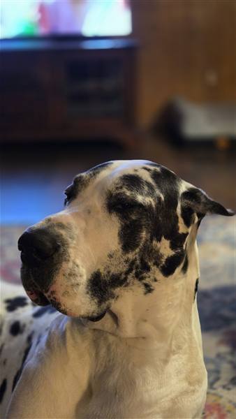 Double H Danes Great Dane photo 128