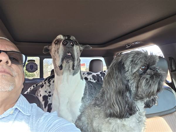 Double H Danes Great Dane photo 129