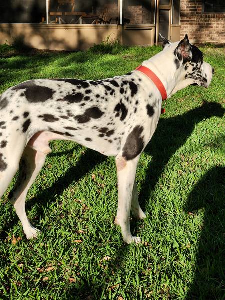 Double H Danes Great Dane photo 22
