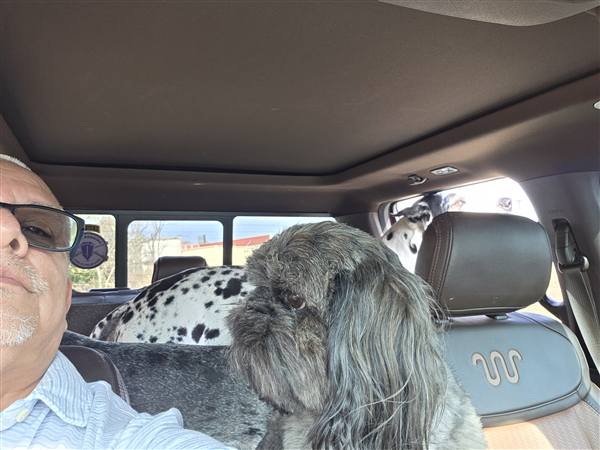 Double H Danes Great Dane photo 130