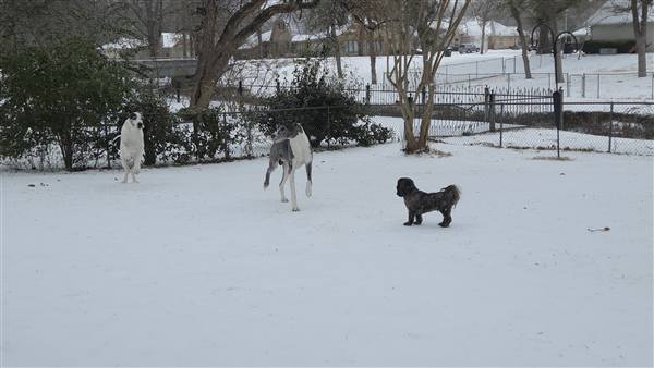 Double H Danes Great Dane photo 131