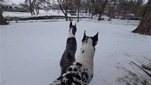 Double H Danes Great Dane photo 132
