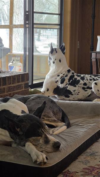 Double H Danes Great Dane photo 133