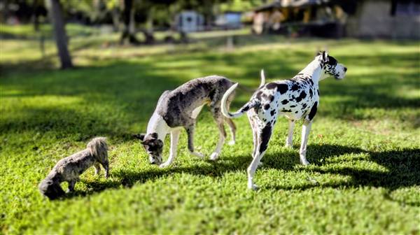 Double H Danes Great Dane photo 135