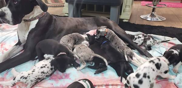 Double H Danes Great Dane photo 136