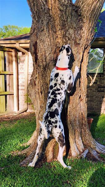 Double H Danes Great Dane photo 137