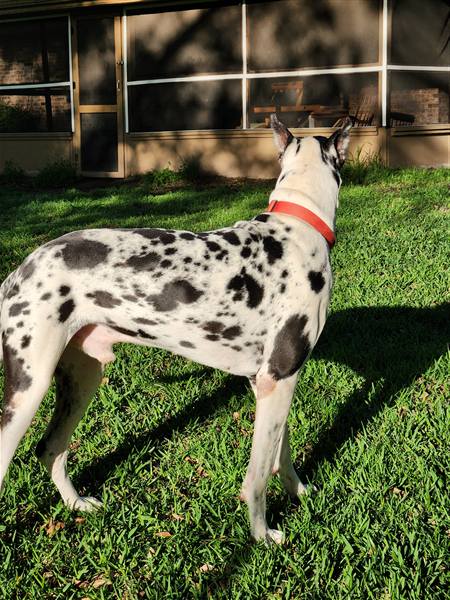 Double H Danes Great Dane photo 23
