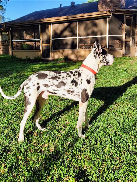 Double H Danes Great Dane photo 24