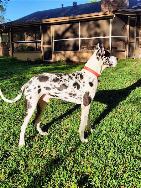 Double H Danes Great Dane photo 25