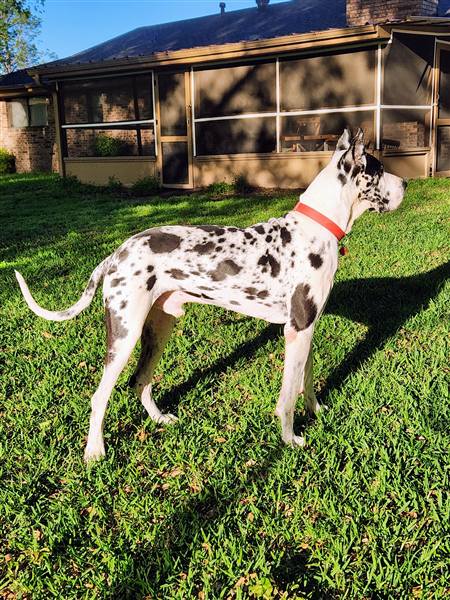 Double H Danes Great Dane photo 26