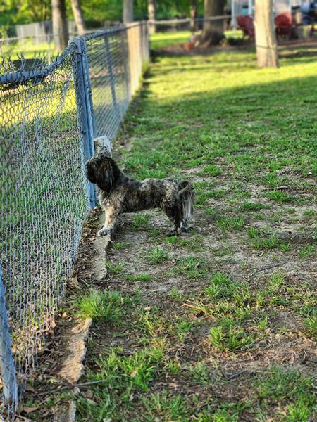 Double H Danes Great Dane photo 27