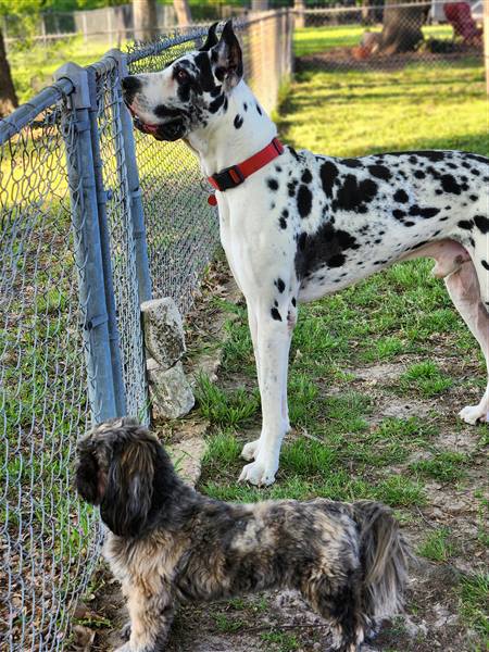 Double H Danes Great Dane photo 28
