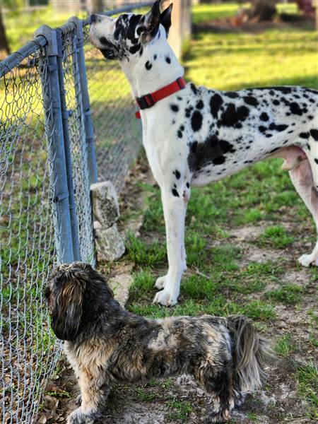 Double H Danes Great Dane photo 29