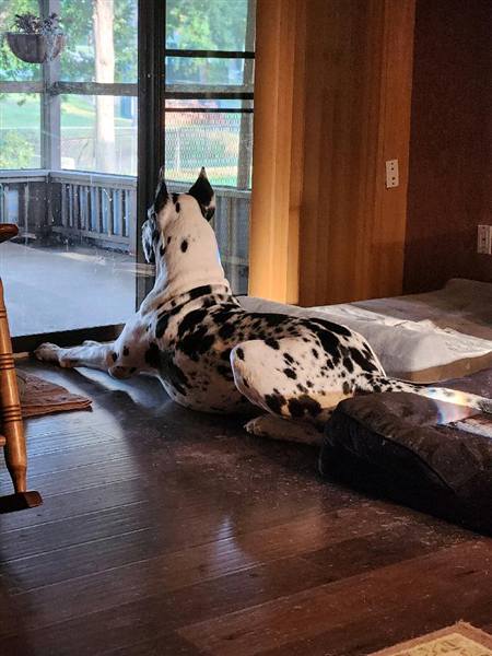 Double H Danes Great Dane photo 4