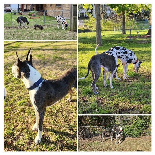 Double H Danes Great Dane photo 5