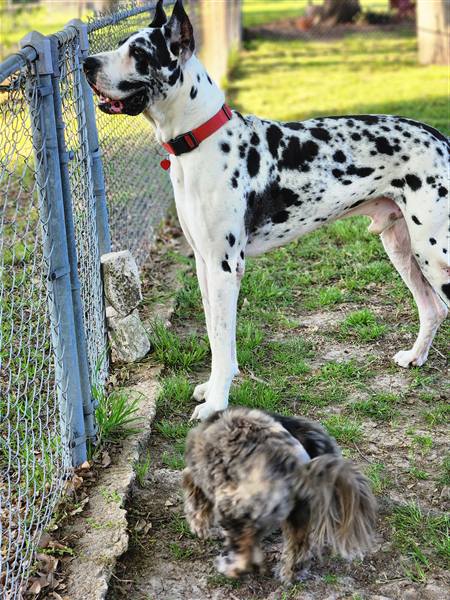 Double H Danes Great Dane photo 30