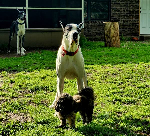 Double H Danes Great Dane photo 31