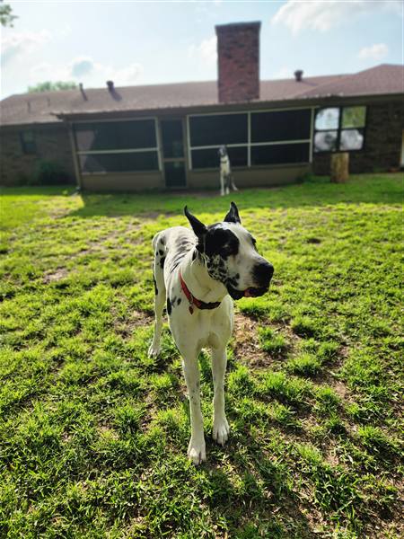 Double H Danes Great Dane photo 32