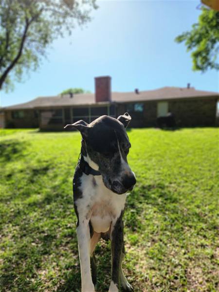 Double H Danes Great Dane photo 34