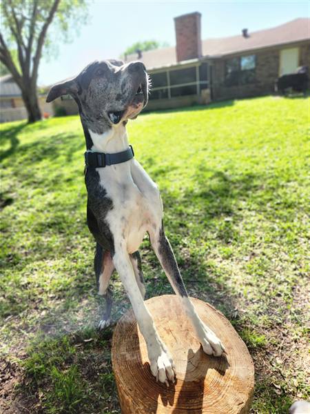 Double H Danes Great Dane photo 35