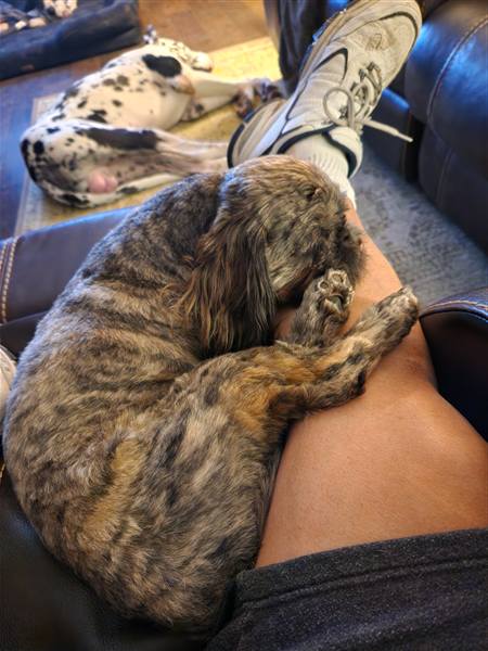 Double H Danes Great Dane photo 39