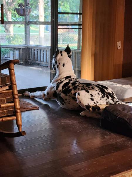 Double H Danes Great Dane photo 7
