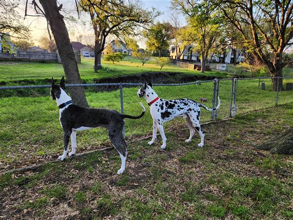 Double H Danes Great Dane photo 8