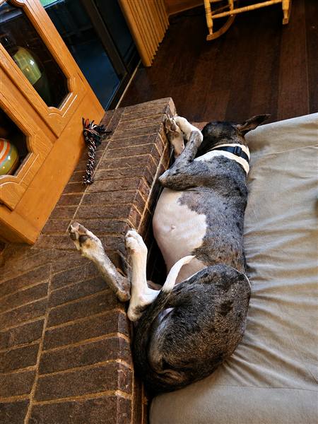Double H Danes Great Dane photo 9