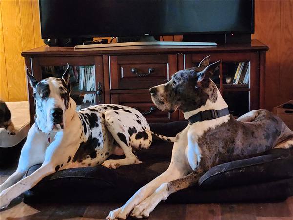 Double H Danes Great Dane photo 41
