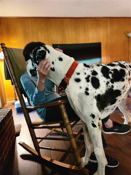 Double H Danes Great Dane photo 42