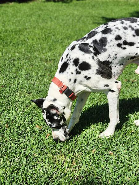 Double H Danes Great Dane photo 44