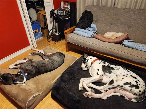 Double H Danes Great Dane photo 47