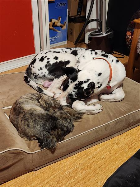 Double H Danes Great Dane photo 48