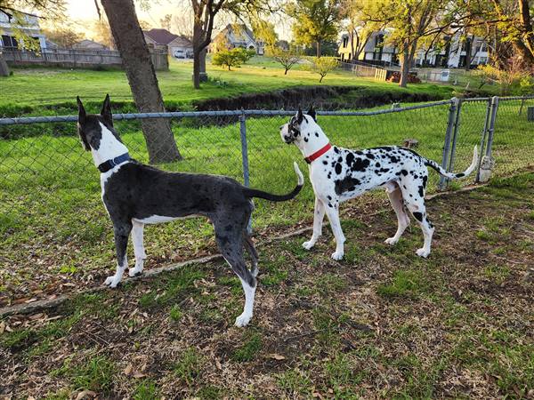 Double H Danes Great Dane photo 10