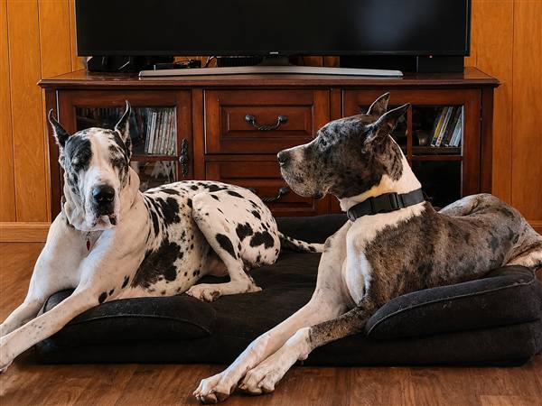 Double H Danes Great Dane photo 11