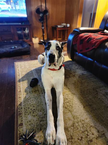 Double H Danes Great Dane photo 50