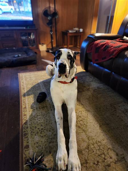 Double H Danes Great Dane photo 51